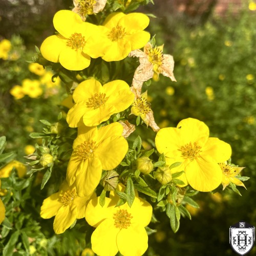 Potentilla fruticosa 'Thunderhead' - Harilik põõsasmaran 'Thunderhead' C2/2L